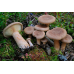 Мицелий Млечника серо-розового (Lactarius helvus)